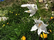 18 Giglio di monte (Paradisia liliastrum)